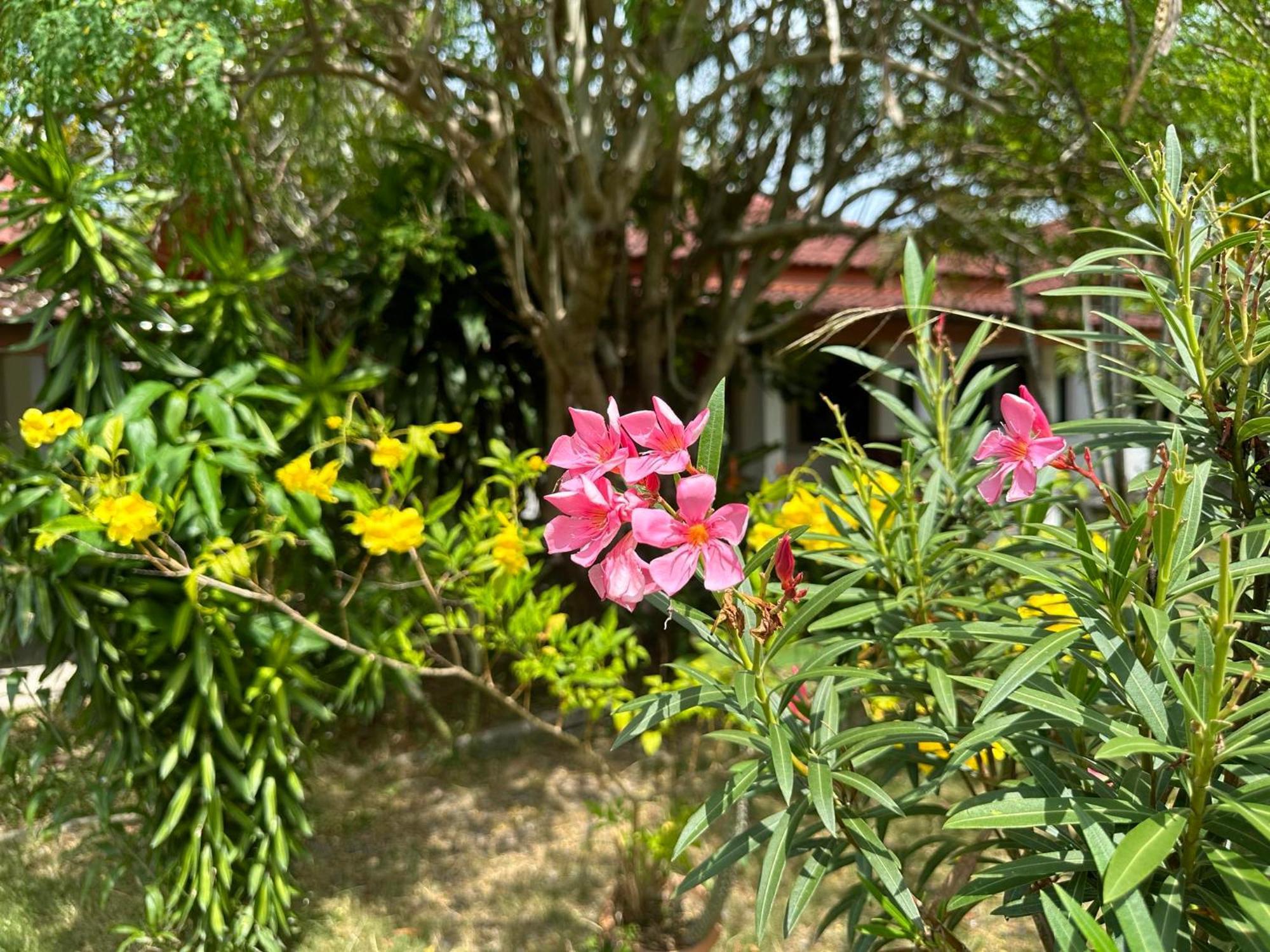 Samui Garden Resort Pantai Bangrak Luaran gambar